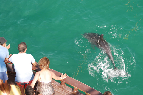 Djerba: Pirate Boat Trip with Dolphin and Flamingo Watching