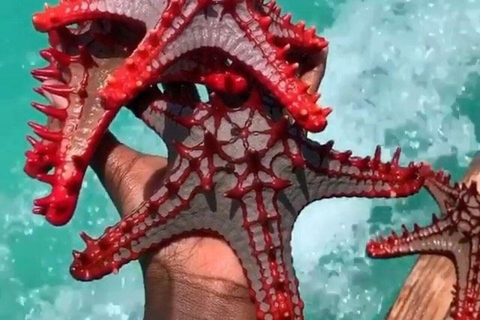 ZANZIBAR: Mnemba Island Snorkeling & Dolphin Tour with Lunch