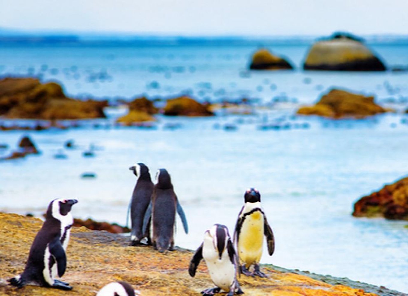 Kapstaden: Halvdagstur til Kap Det Gode Håb og pingvinkolonien