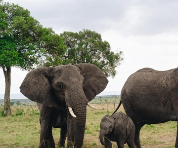 Safari di 3 giorni da Zanzibar al Parco Mikumi in treno elettrico