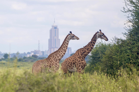 5 Hours Nairobi National Park Game Drive Tour in 4x4 Vehicle Private Guided Tour 4x4 Van