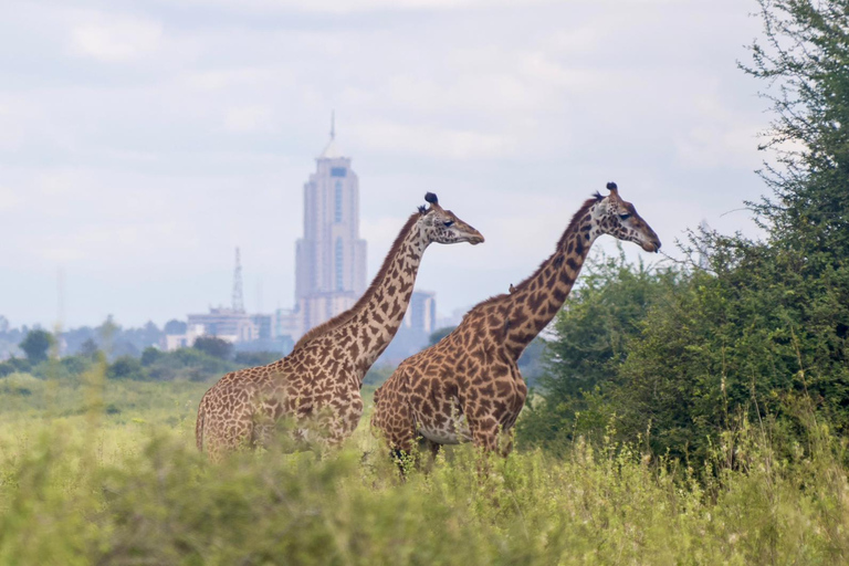 5 Hours Nairobi National Park Game Drive Tour in 4x4 Vehicle Private Guided Tour 4x4 Van
