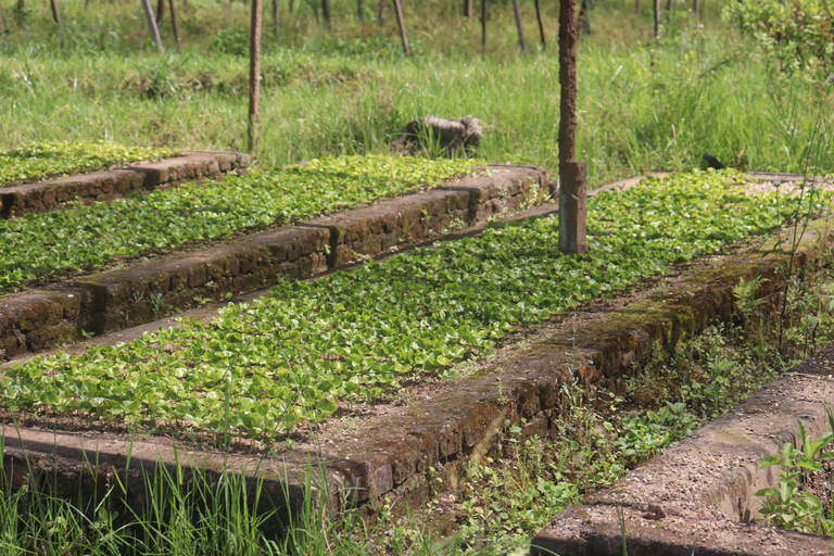 Coffee Experience and Royal Museum Tour in Rwanda