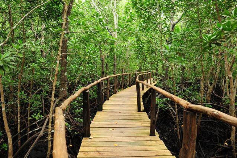 Zanzibar: Mnemba Dolphin, Jozani Forest & Turtle Sanctuary Private Tour without Hotel transfer