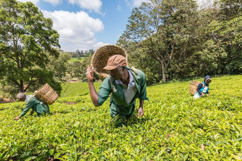 Granja de té desde Nairobi (Kiambethu)