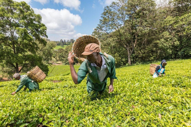 Tea Farm From Nairobi (Kiambethu)