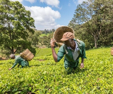 Desde Nairobi: Visita y almuerzo en la Granja de Té Kiambethu