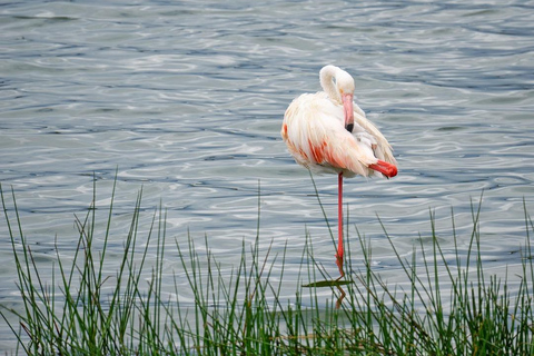 4天坦桑尼亚预算Safari - 昂戈罗戈罗火山口4天坦桑尼亚经济型Safari之旅 - 昂戈罗戈罗火山口