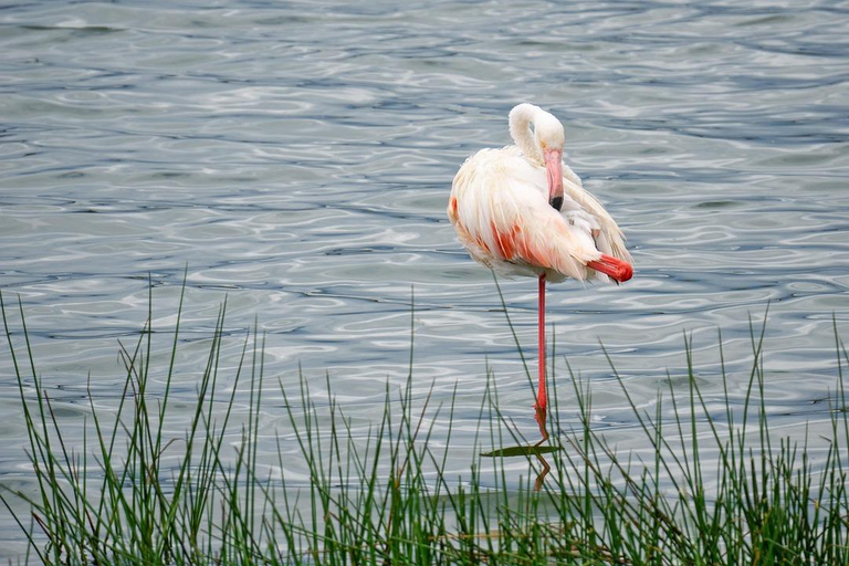 4天坦桑尼亚预算Safari - 昂戈罗戈罗火山口4天坦桑尼亚经济型Safari之旅 - 昂戈罗戈罗火山口
