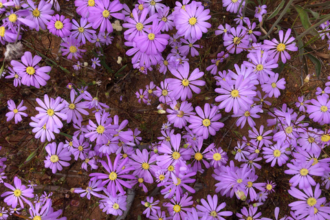 من بيرث: جولة استكشافية ليوم كامل للزهور البرية مع وجبة غداء