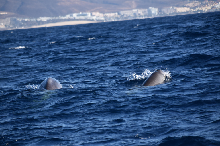 Costa Calma: Fuerteventura Dolphin Watching Boat Tour