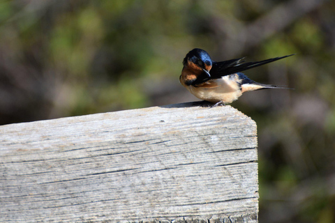 Denver: Crown Hill Park Birdwatching Tour with Lunch