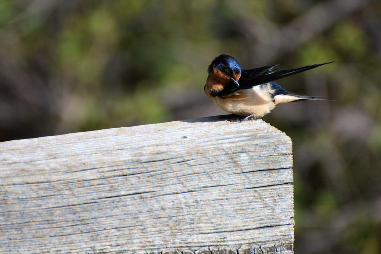 Denver: Crown Hill Park Birdwatching Tour with Lunch