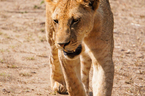 From Zanzibar: Mikumi Safari Day Trip with Flights and Lunch Mikumi Shared Safari without hotel transfer