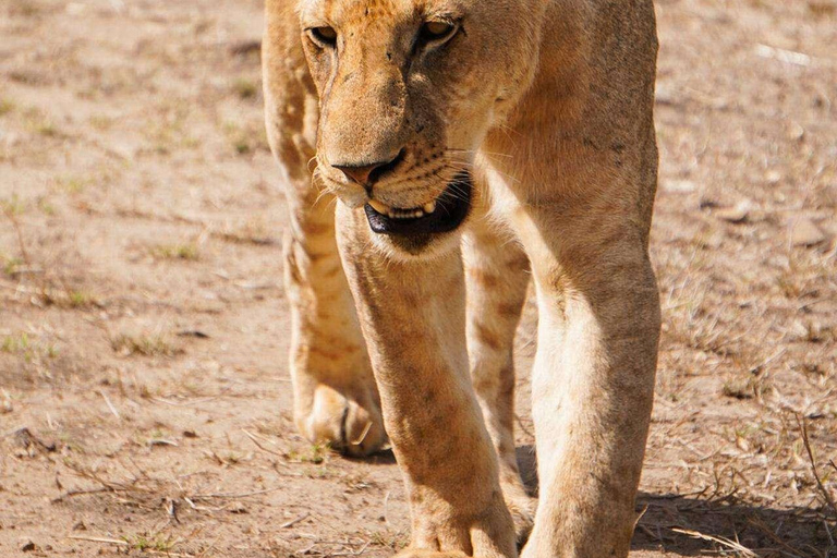 From Zanzibar: Mikumi Safari Day Trip with Flights and Lunch Mikumi Shared Safari without hotel transfer