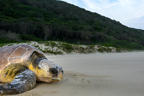 8-dniowa wycieczka safari do Parku Narodowego Krugera, St Lucia i Sodwana