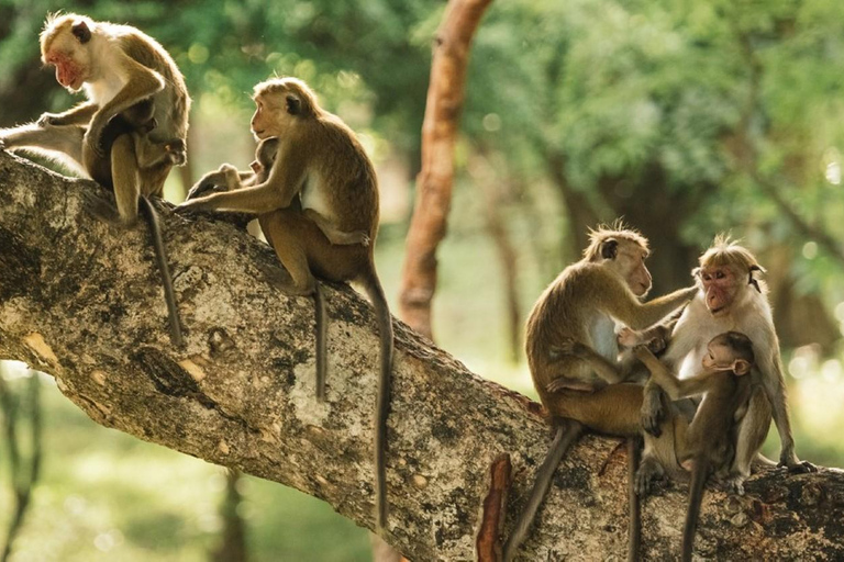 Aventure de 4 jours dans la forêt amazonienne