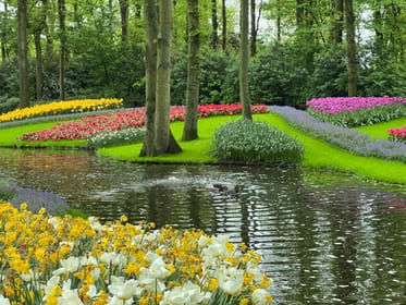 Amsterdam: Keukenhof Tulip Garden and Giethoorn Experience | GetYourGuide