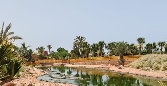 Agadir: Crocoparc Entry Ticket with Transfers, Guide, & Tea