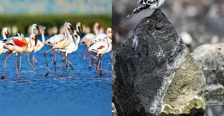2-Days Lake Elementaita National Park Safari | GetYourGuide