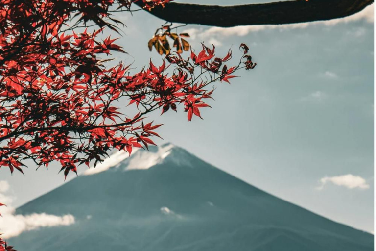 Nagano/Tokyo: Snow Monkey Private Car Tour Hotel Pick & Drop