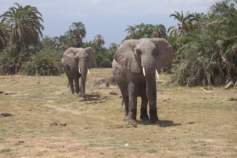 Nairobi: 3-Day honeymoon safari to Amboseli National Park Overnight Private to Amboseli National Park