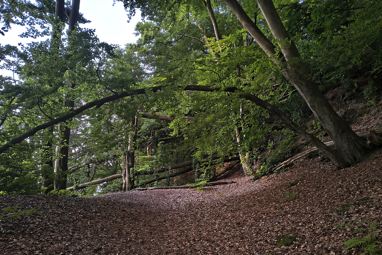 Gdynia: Forest, Cliff, and Beach Guided Walking Tour
