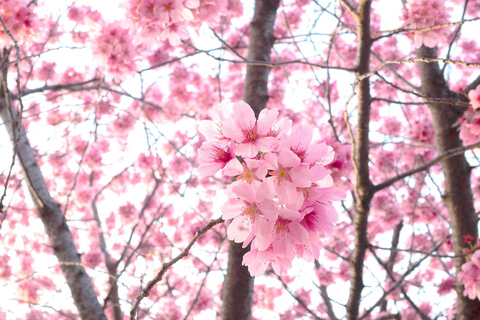 From Seoul: Scenic Lake Day Trip with Cable Car or Cruise Spring : Cable Car + Cherry Blossom Route