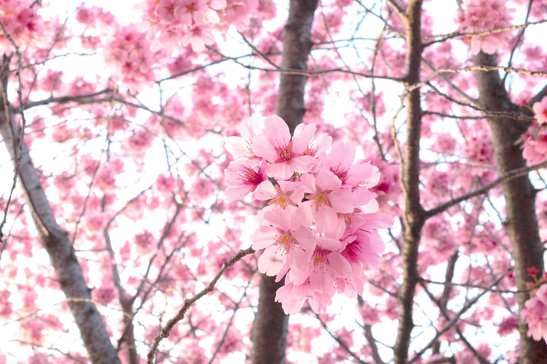 From Seoul: Scenic Lake Day Trip with Cable Car or Cruise Spring : Cable Car + Cherry Blossom Route