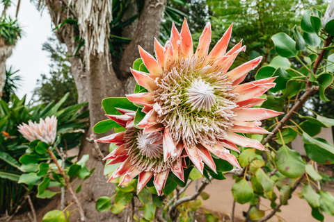 Vanuit Zuid-Tenerife: bezoek aan La GomeraVanuit Zuid-Tenerife: eilandtour La Gomera