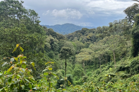 2-daagse Canopy walkaway & waterval in het Nyungwe-regenwoud2-daagse Canopy walkaway en waterval in het Nyungwe-regenwoud