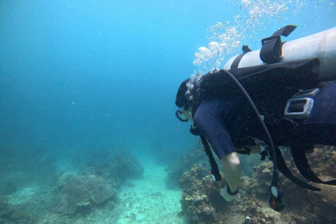 Mini Diving in Barú + Mangroves and Raccoons with lunch