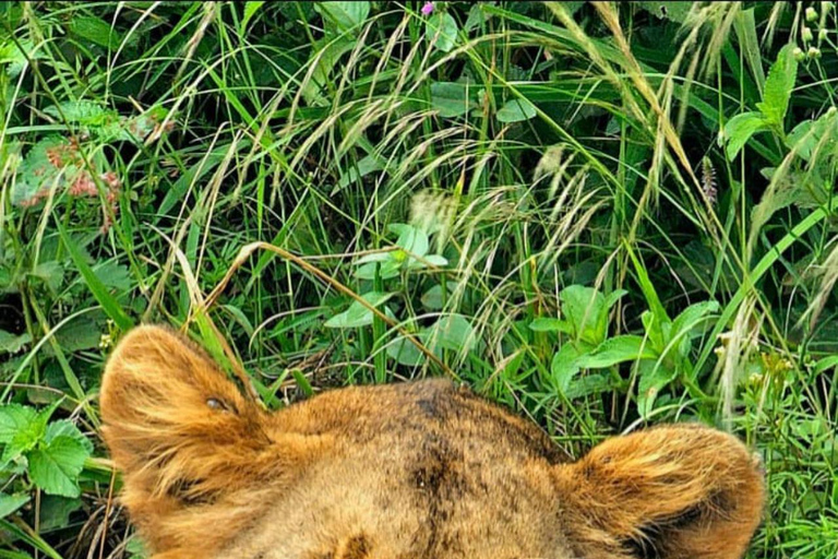 Nairobi National Park Half-Day Safari – Wildlife Game Drive