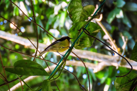 Rockland vogelreservaat privétourVan Montego Bay