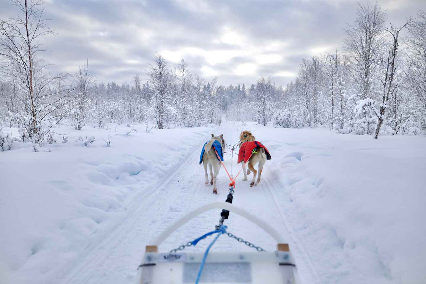 Rovaniemi: Lapland Wilderness Husky Safari 7,5 km
