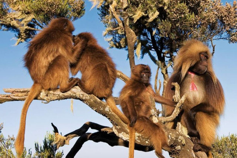Ethiopia: 5-Day Ultimate Safari Expedition Guided Tour