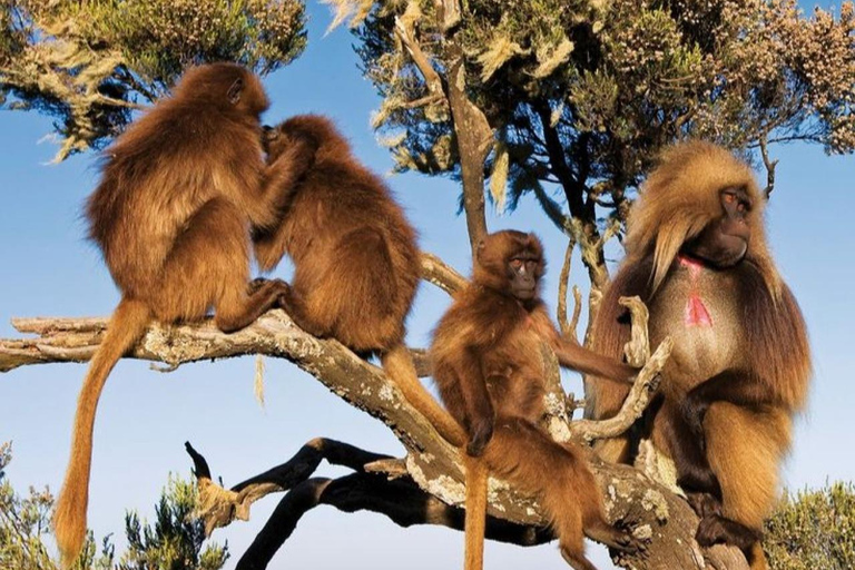 Ethiopia: 5-Day Ultimate Safari Expedition Guided Tour