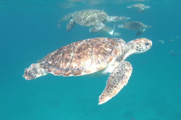 Poznaj żółwie: wycieczka z przewodnikiem po nurkowaniu w São PedroPoznajcie żółwie: wycieczka z przewodnikiem z nurkowaniem w São Pedro