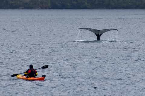 Punta Arenas: Walbeobachtung mit dem Kajak
