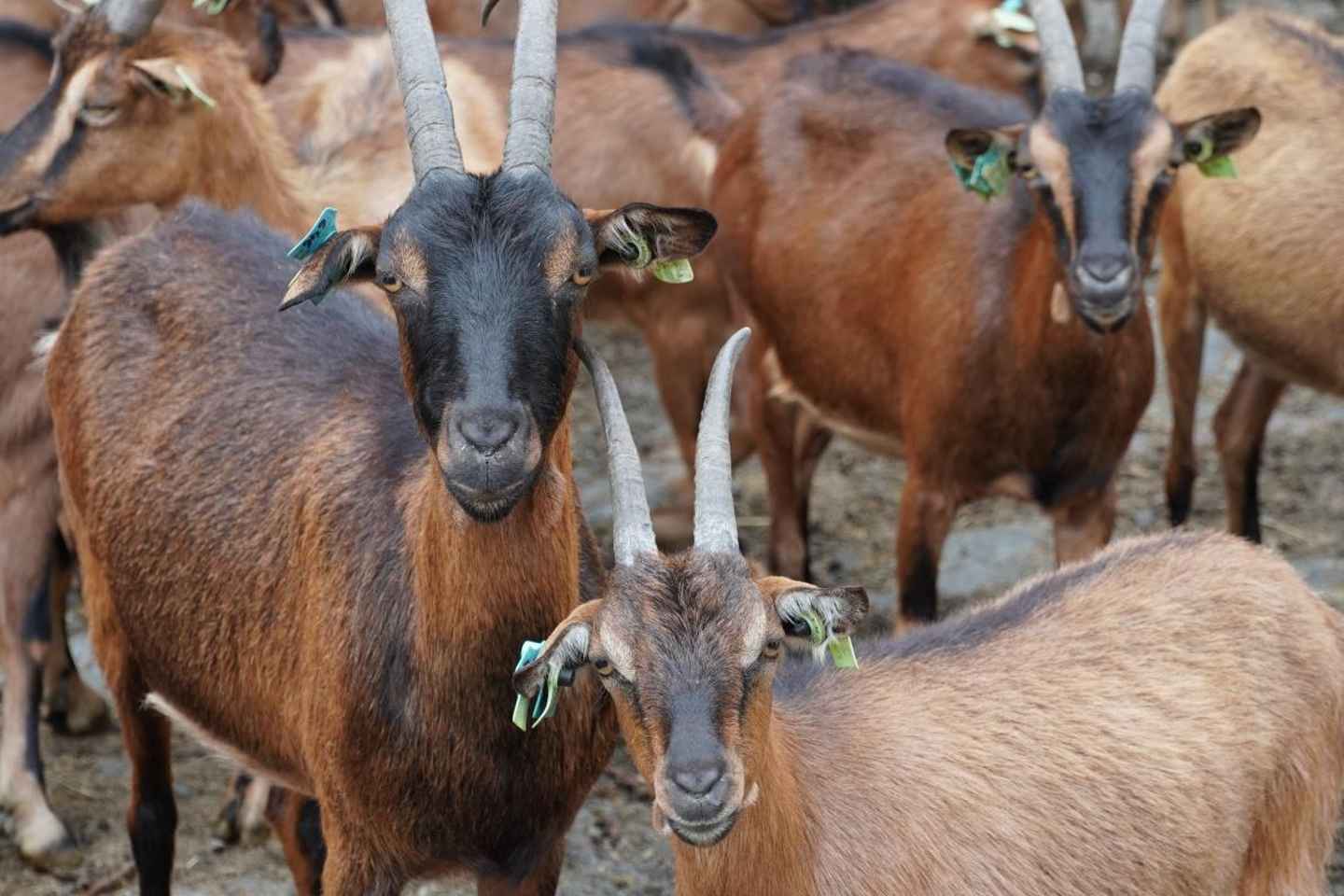 ALVÃO SHEPHERD'S HIKE