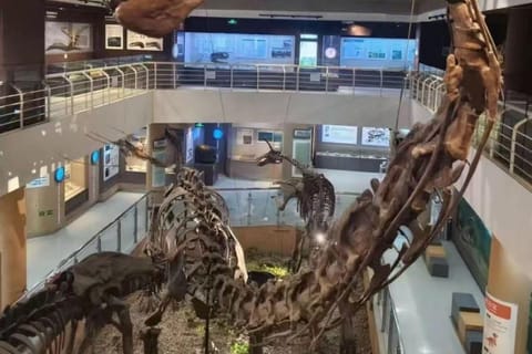 Beijing: Entry Ticket and Guided Tour of the Museum of Paleozoology