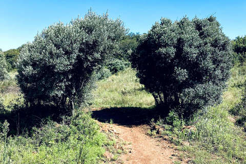 Klipriviersberg Nature Reserve 10km Hike