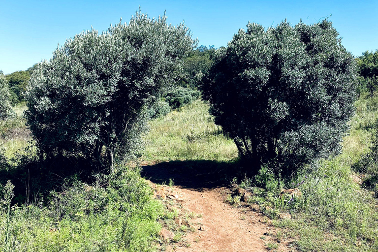 Klipriviersberg Nature Reserve 10km Hike