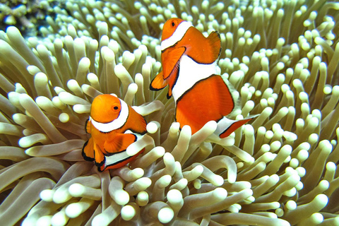 Journée complète de plongée en apnée en 7 points à Koh Lipe avec déjeuner