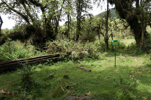 Rwanda 2-day Gorilla Trekking & Dian Fossey Tomb Visit