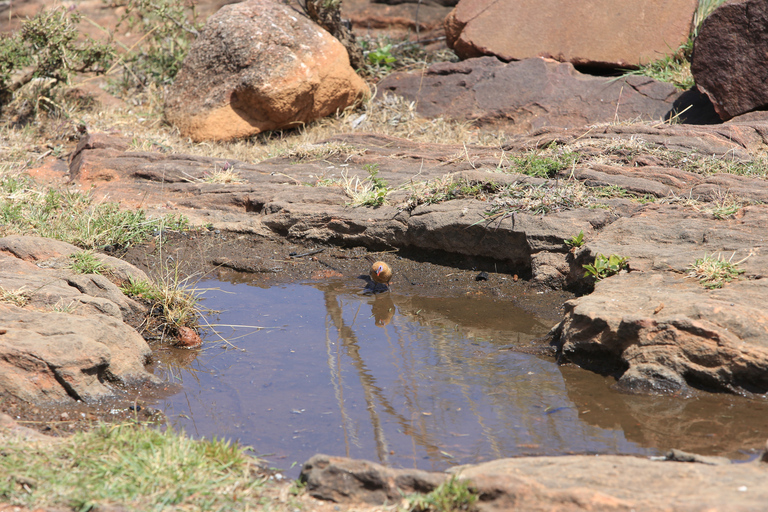 Samburu: A 3-day Wildlife Safari; Semi-Arid Region of Kenya