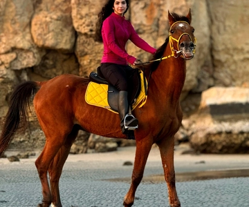 Horse Riding Muscat | Beach Horse Riding