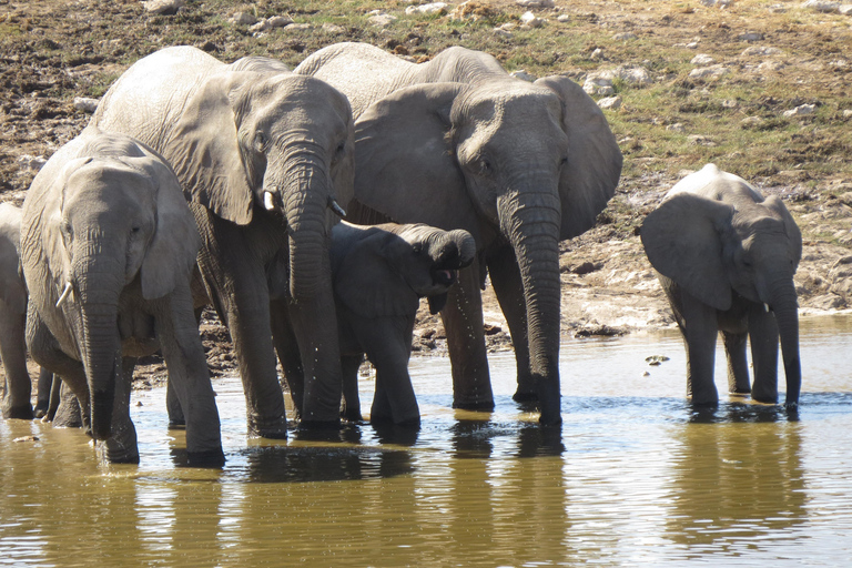 Zimbabwe: 7-Day Victoria Falls, Hwange & Matobo Tour