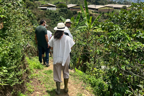 Medellín: Coffee Farm Tour with Tasting and Pickup