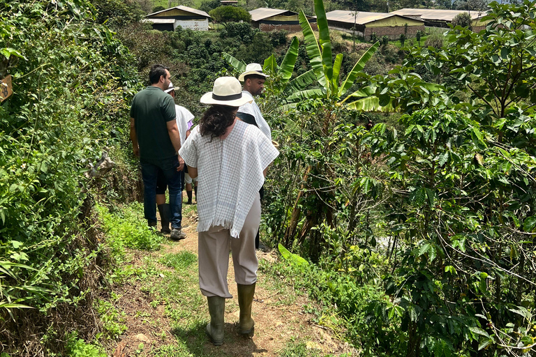 麦德林：咖啡农场之旅含品鉴与采摘体验麦德林：咖啡农场之旅，含品鉴与接送服务